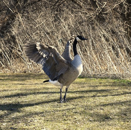 27-canada-goose-flapping-wings-on-grass.jpg