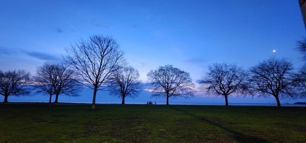 35-bare-trees-at-dusk-with-moon-park.jpg