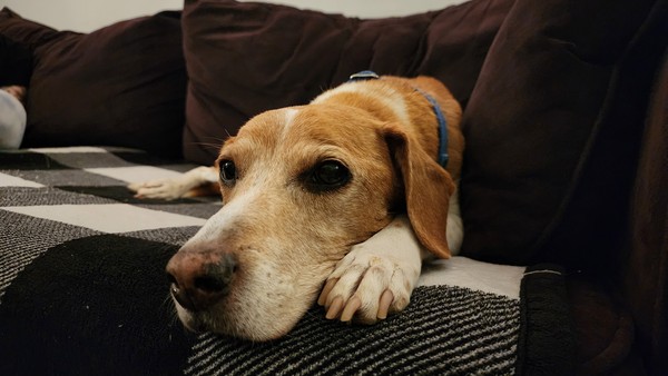 37-beagle-dog-resting-on-couch.jpg