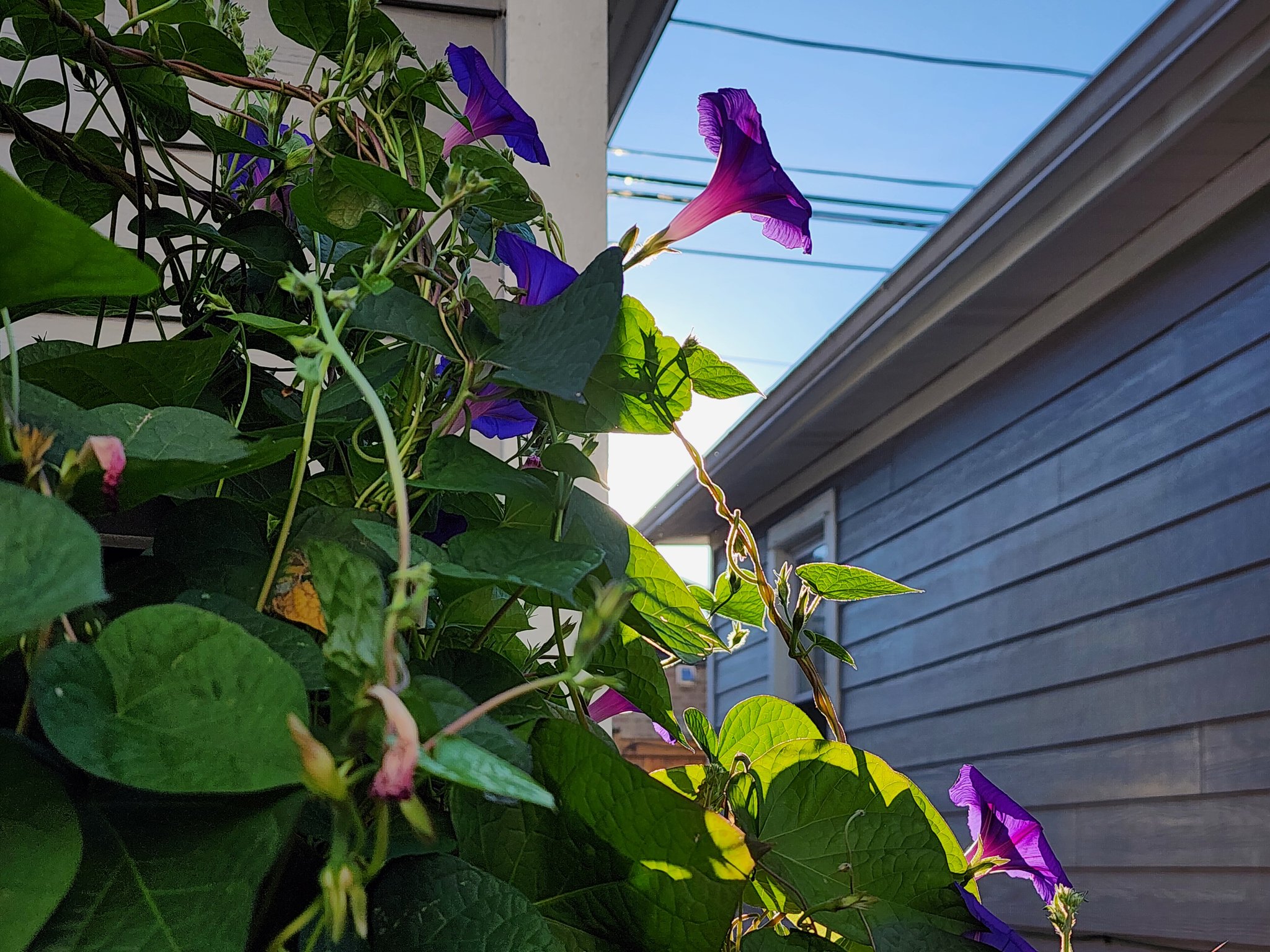 40-purple-morning-glory-vine-by-house.jpg