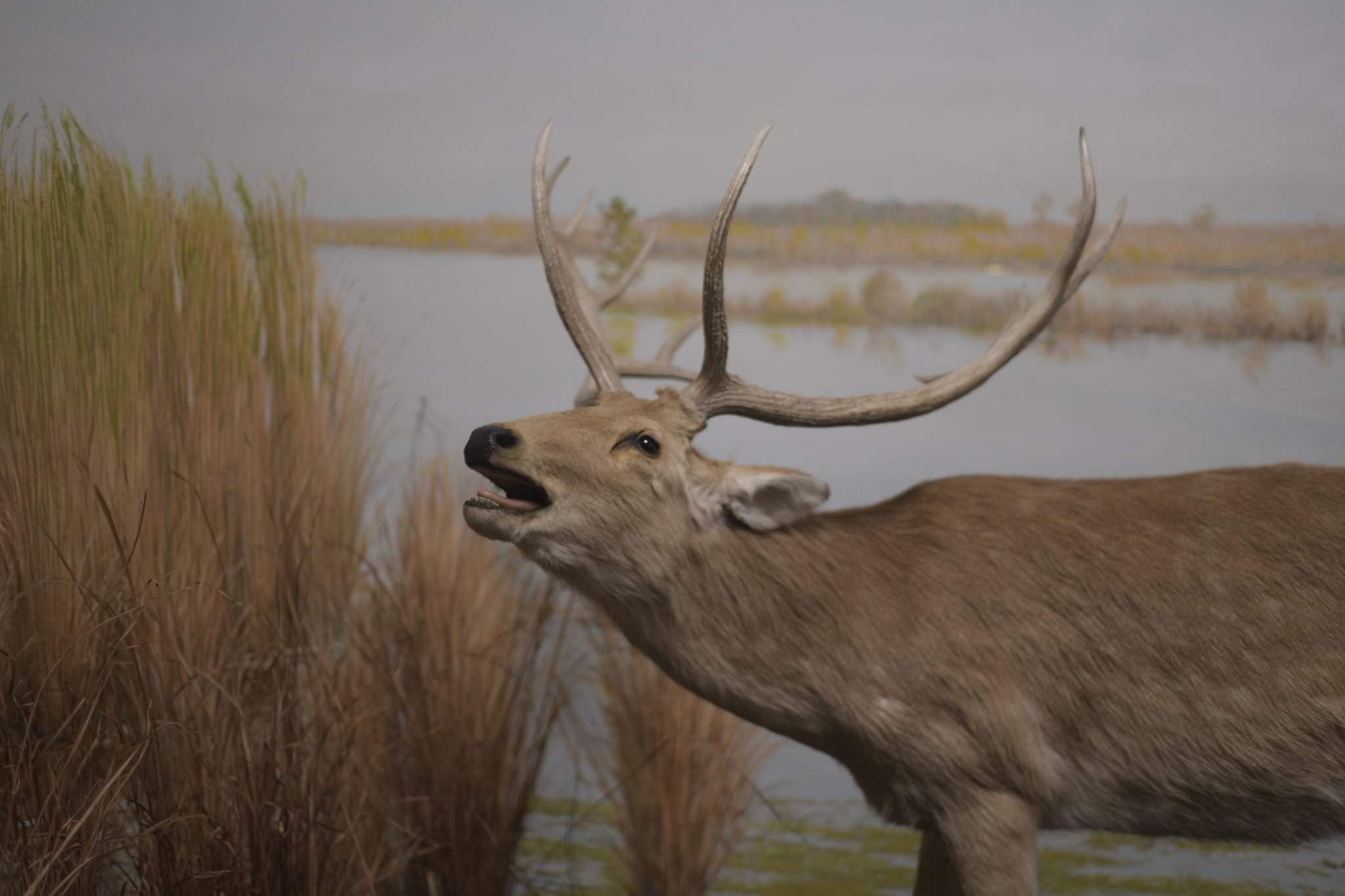 45-deer-stag-bellowing-in-wetland.jpg