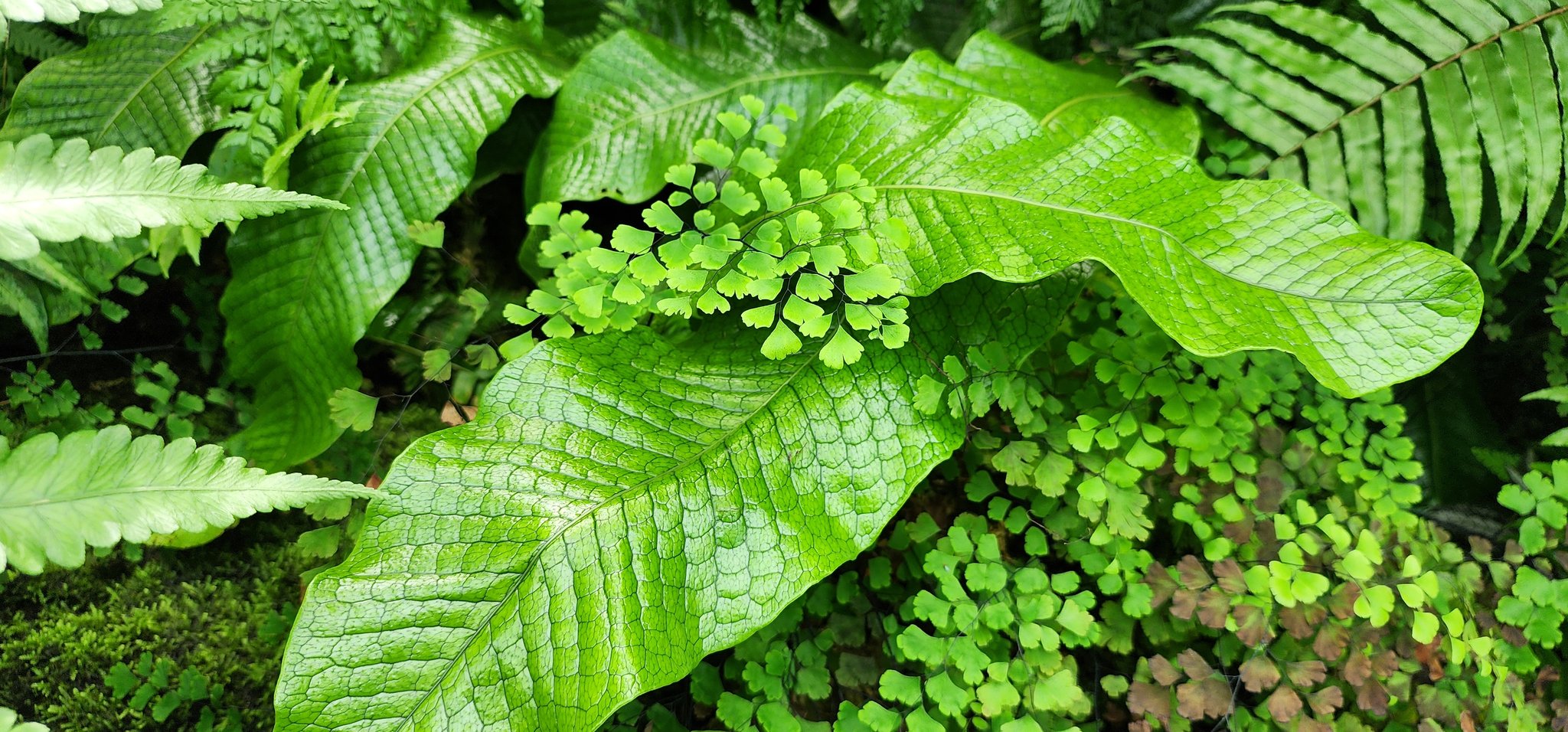 59-maidenhair-fern-foliage-closeup.jpg