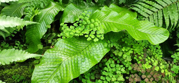 59-maidenhair-fern-foliage-closeup.jpg