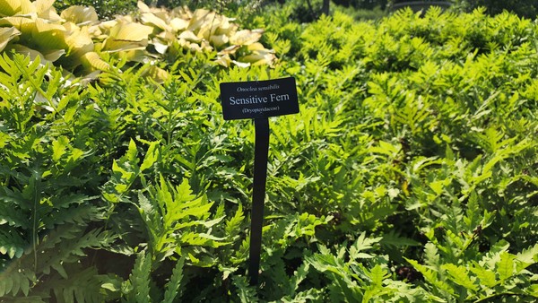 89-sensitive-fern-garden-plant-label.jpg