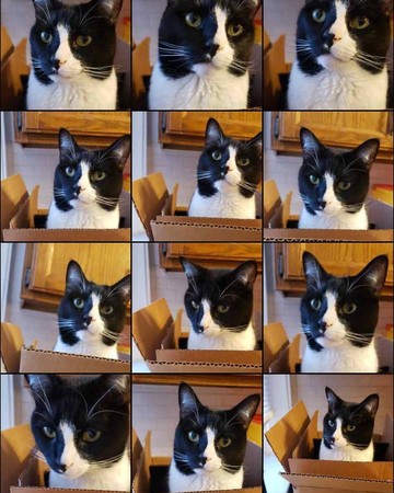 92-tuxedo-cat-photo-grid-collage.jpg