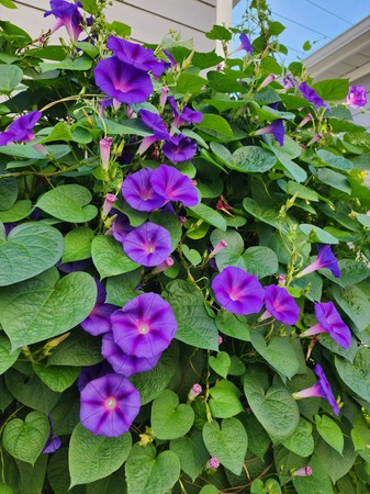 93-purple-morning-glory-flowers-on-vine.jpg