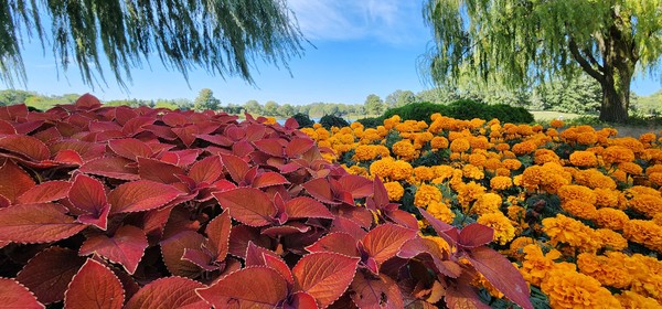 10-coleus-and-marigold-flower-garden.jpg