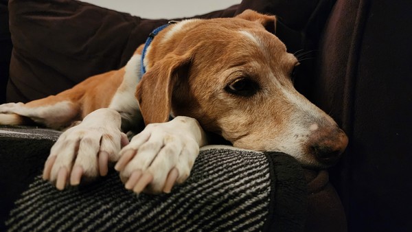17-beagle-dog-closeup-on-couch.jpg