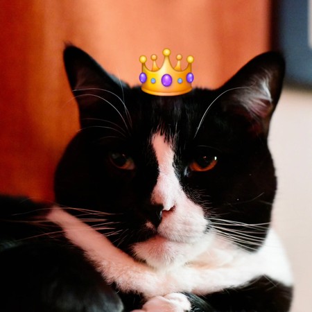 20-tuxedo-cat-with-crown-emoji.jpg