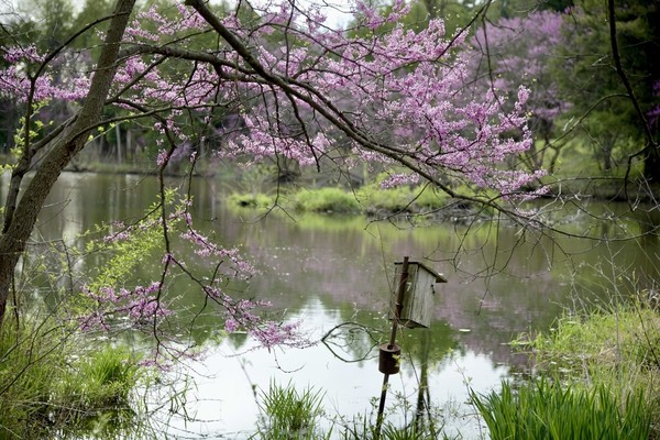 22-redbud-blossoms-over-a-pond-spring.jpg