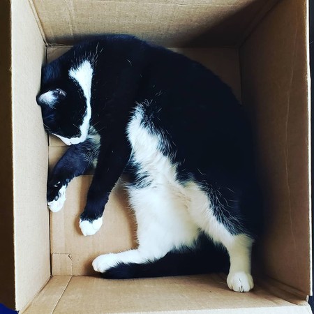 39-tuxedo-cat-curled-in-cardboard-box.jpg